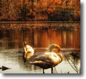 Twin Lakes, Wantagh - Photo by Patrick Tierney